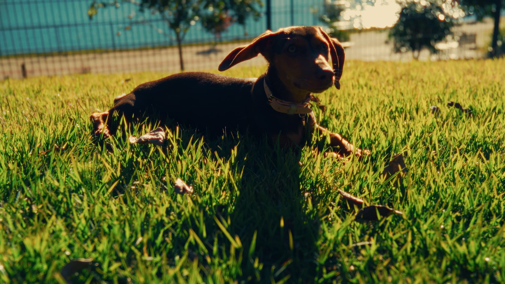 Os pets aprovam