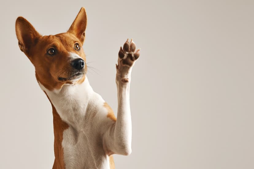 Cachorro em apartamento: Cuidados essenciais para garantir o bem-estar do seu pet